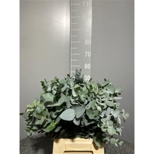 Euca Cinerea 150gr France