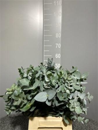 Euca Cinerea 150gr France