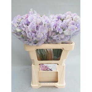 Lathyrus Lavendel Wedding