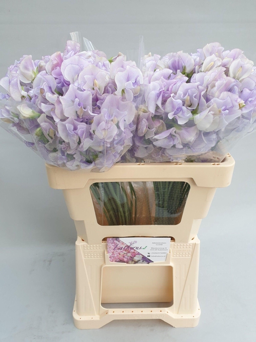 <h4>Lathyrus Lavendel Wedding</h4>