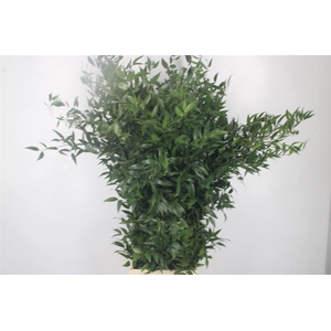 Ruscus It. 4 Stem Per Bunch