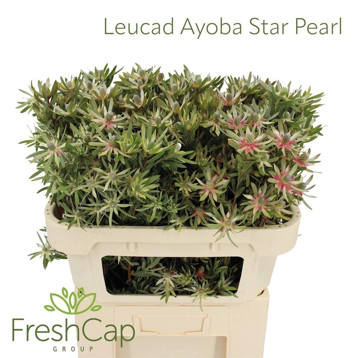 <h4>Leucad Ayoba Star Pearl</h4>
