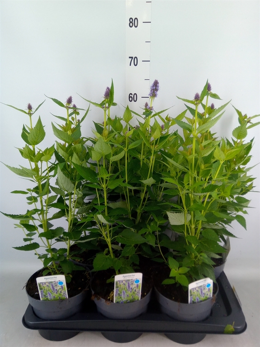 <h4>Agastache  'Blue Fortune'</h4>