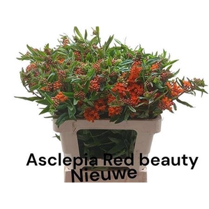 Ascl T Red Beauty