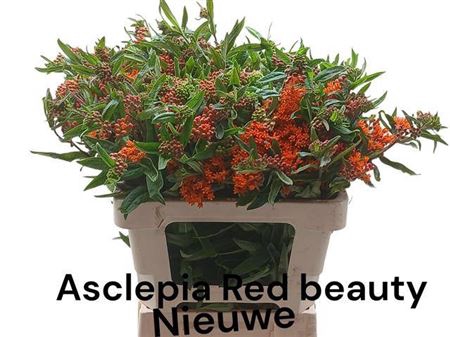 <h4>Ascl T Red Beauty</h4>