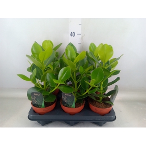 Clusia rosea 'Princess'