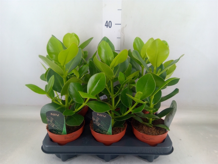 <h4>Clusia rosea 'Princess'</h4>