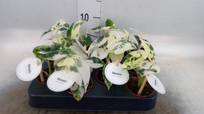 <h4>Alocasia   ...</h4>