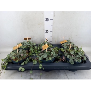 Ceropegia woodii ssp. woodii