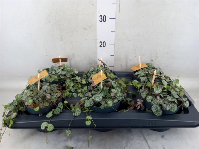 <h4>Ceropegia woodii ssp. woodii</h4>