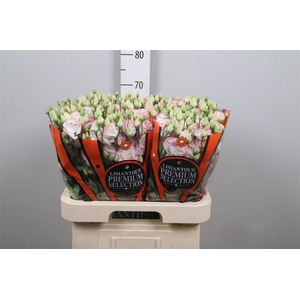 Eus G Croma Bridal Kiss