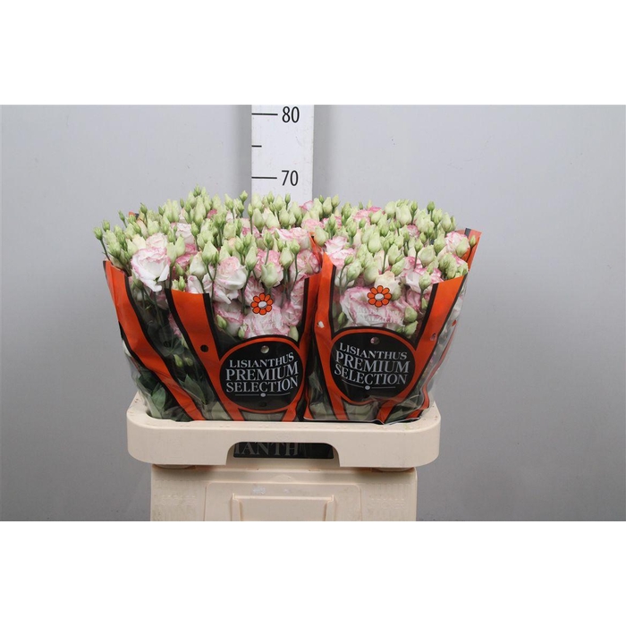 <h4>Eus G Croma Bridal Kiss</h4>