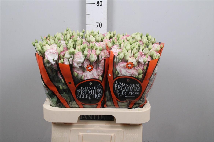 <h4>Eus G Croma Bridal Kiss</h4>