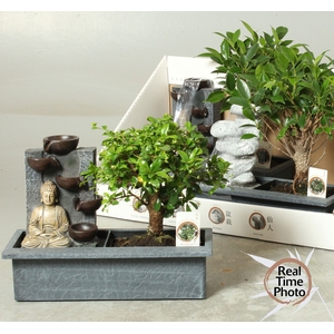 BONSAI GEM