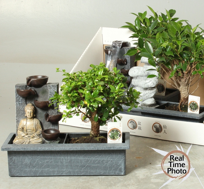 <h4>BONSAI GEM</h4>