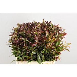 LEUCOTHOE WALTERI R. ROOD