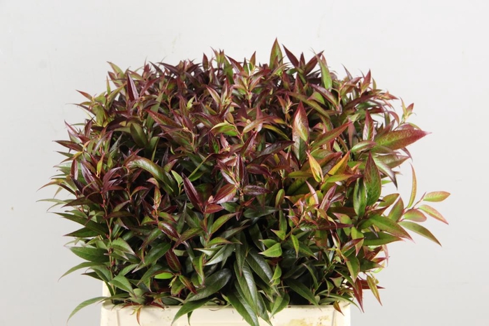 <h4>LEUCOTHOE WALTERI R. ROOD</h4>