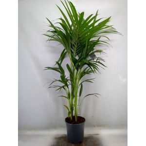 Howea forsteriana