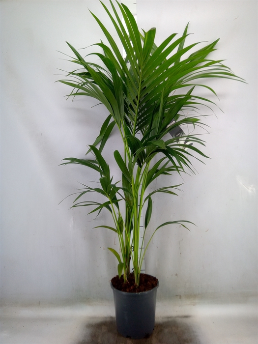 <h4>Howea forsteriana</h4>