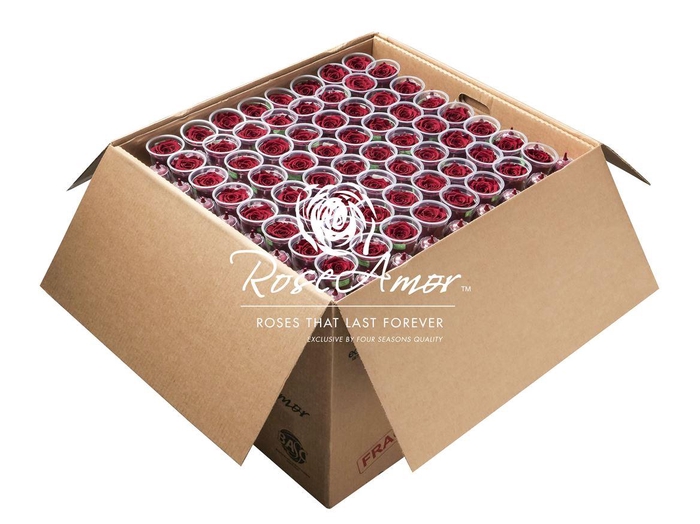 <h4>Xl Bulk Red01</h4>