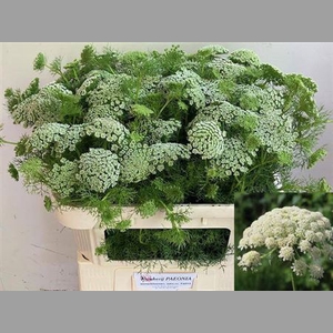 Ammi Vis Casablanca
