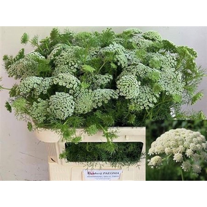 Ammi Vis Casablanca