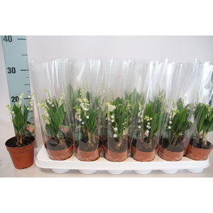 CONVALLARIA MAJALIS