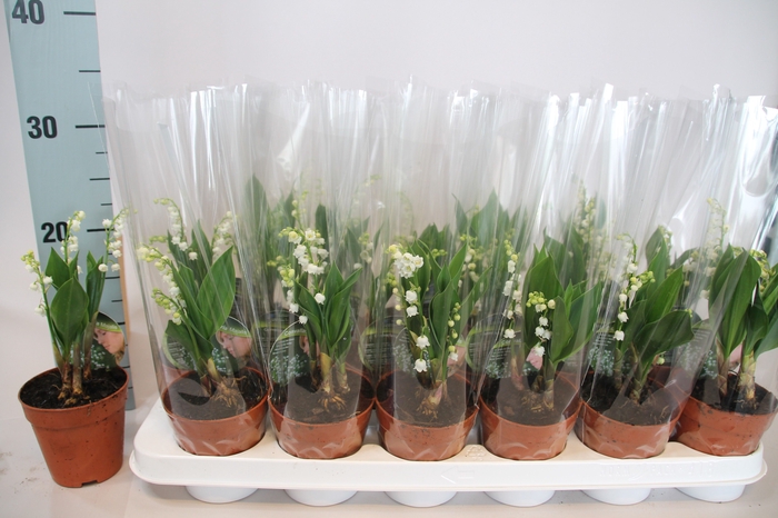 <h4>CONVALLARIA MAJALIS</h4>