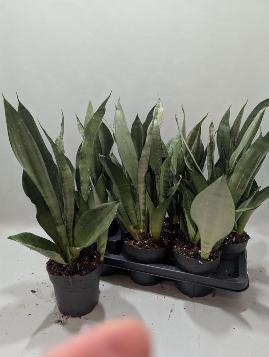 <h4>SANSEV MOONSHINE</h4>