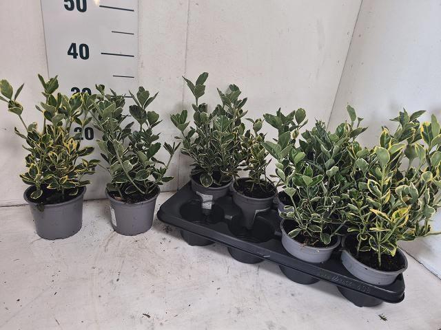 <h4>EUONYMUS JAP GEM</h4>