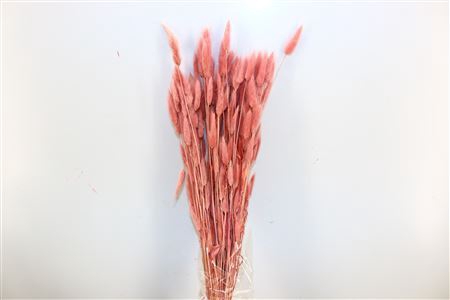<h4>Dried Lagurus L Pink Bunch</h4>