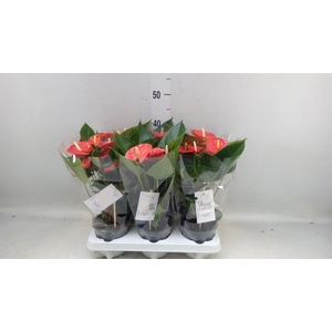 Anthurium andr. 'FC Cinemato'