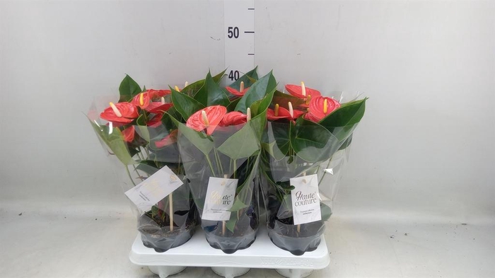 <h4>Anthurium andr. 'FC Cinemato'</h4>