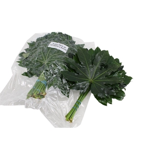 Aralia Medium V P X 5