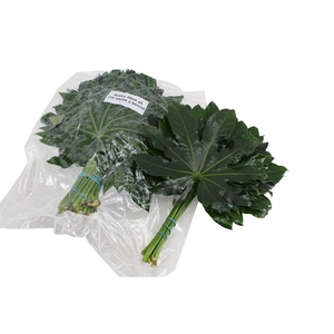 Aralia Medium V P X 5