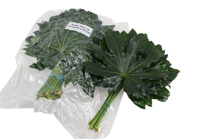 <h4>Aralia Medium V P X 5</h4>