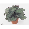 Begonia rex Bolero