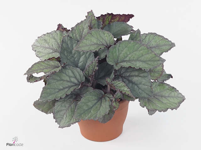 Begonia rex Bolero