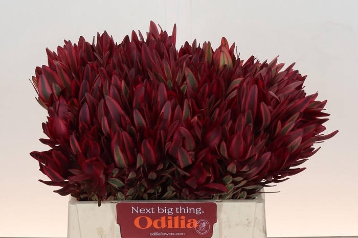 Leucadendron Jester