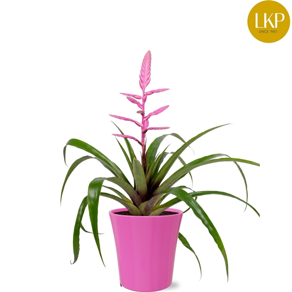 <h4>Tillandsia Andreas Roze Coco</h4>