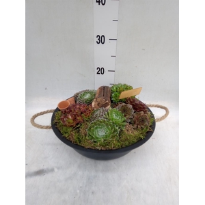 Arr.  Sempervivum L%