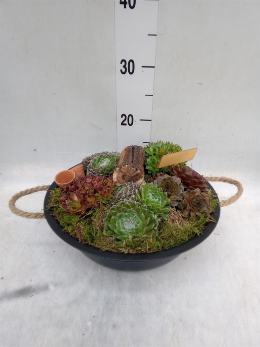 <h4>Arr. Sempervivum L%</h4>