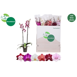 PHAL GEM