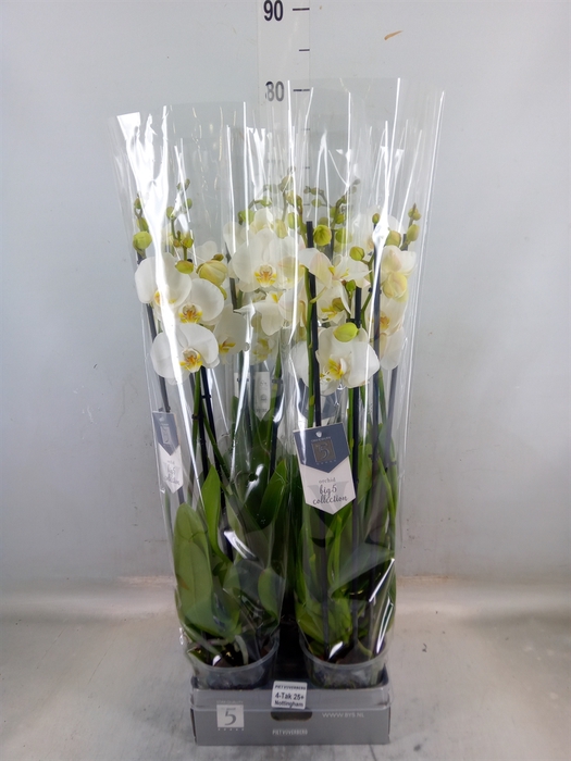 <h4>Phalaenopsis  'Ant Nottingham'</h4>