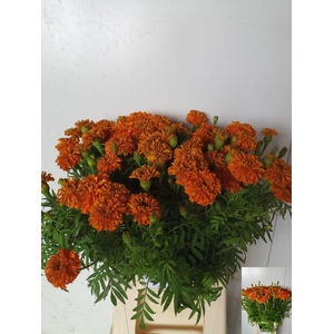 Tag E Promise Orange