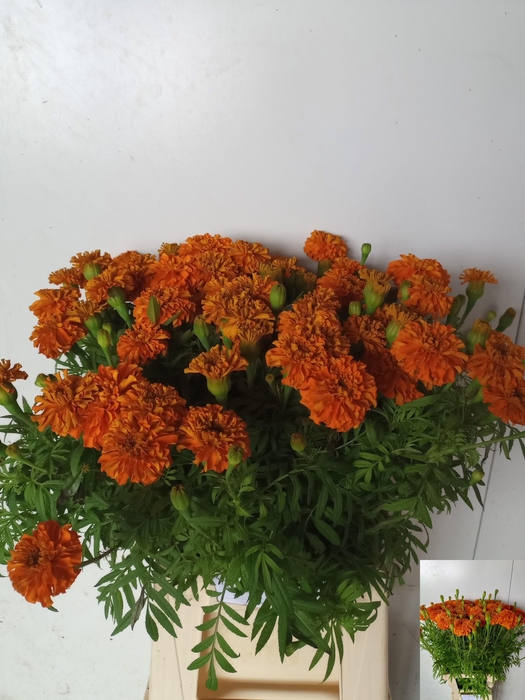 <h4>Tag E Promise Orange</h4>