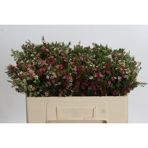 Chamelaucium My Sweet 16