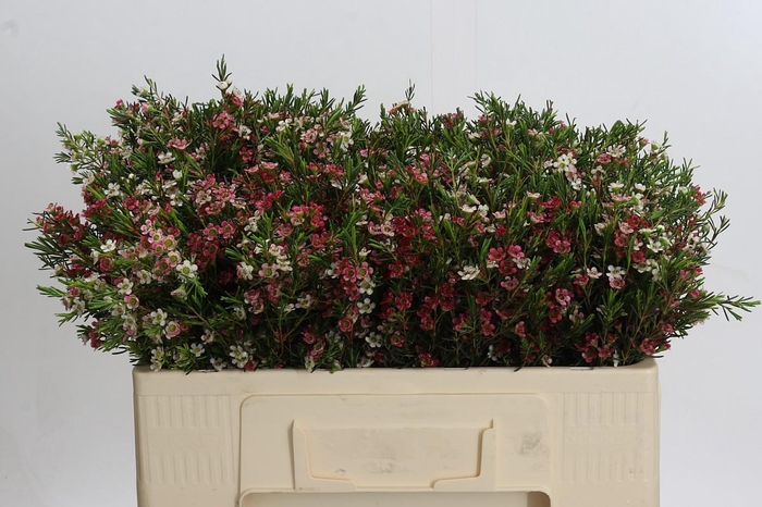 <h4>Chamelaucium My Sweet 16</h4>