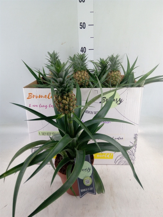 <h4>Ananas  'Mi Amigo'</h4>