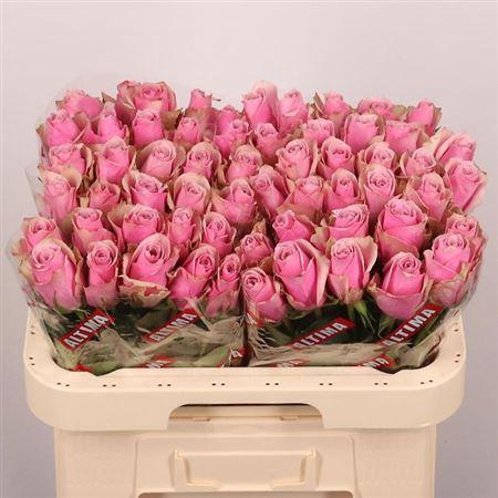 <h4>R Gr Athena Royale</h4>